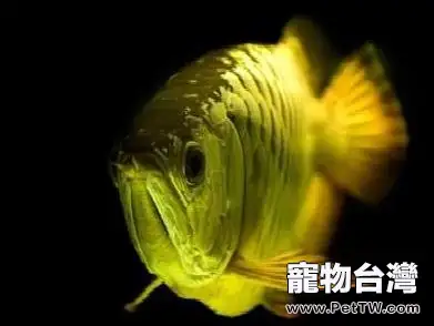 龍魚的蝕鱗症介紹