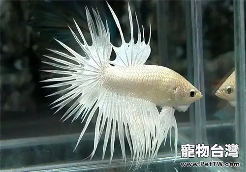 觀賞魚疥瘡病的病原體介紹