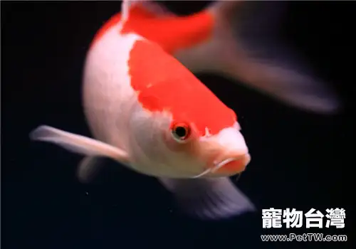 觀賞魚結節病的臨床症狀