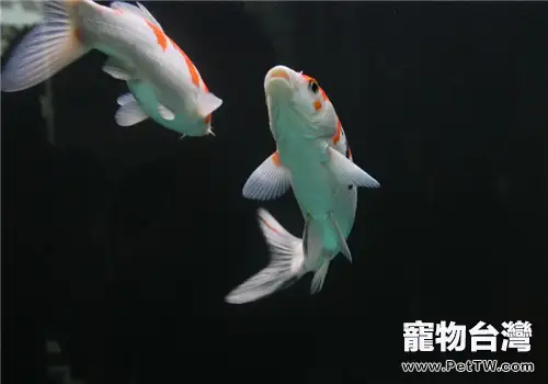 觀賞魚口絲蟲病的治療原則(1圖)-寵物台灣