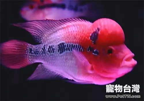 觀賞魚體表潰瘍的治療原則