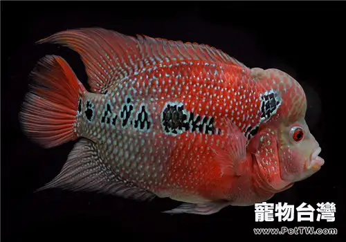 觀賞魚爛鰭病的治療原則