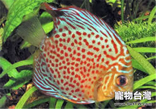 觀賞魚頭穿孔的治療原則(1圖)-寵物台灣