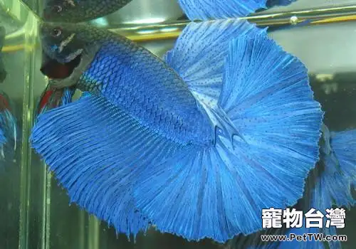 魚卵甲藻病的病原體及防治要點(1圖)-寵物台灣