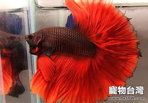 觀賞魚錨頭蚤病易感魚種