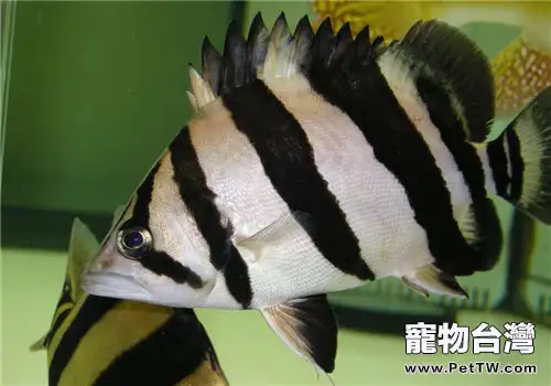 觀賞魚霓虹燈魚病的防治