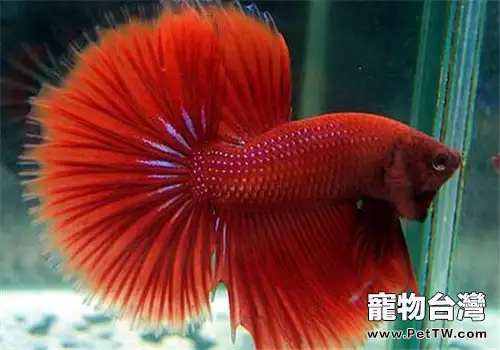 觀賞魚三代蟲病的防治措施