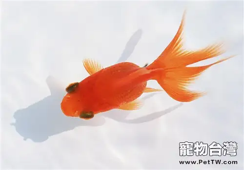 觀賞魚氣泡病的症狀表現