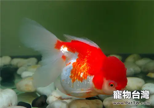 觀賞魚氣泡病的判斷要點(1圖)-寵物台灣