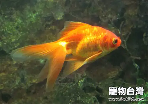 觀賞魚絨狀病的症狀表現