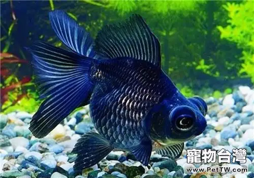 觀賞魚鰓霉病的病因及症狀(1圖)-寵物台灣