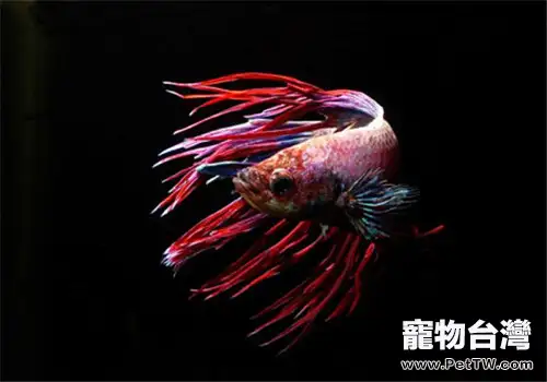 觀賞魚紅線蟲病的治療方法