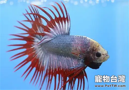 觀賞魚紅線蟲病的症狀表現