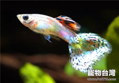 觀賞魚水霉病的治療要點