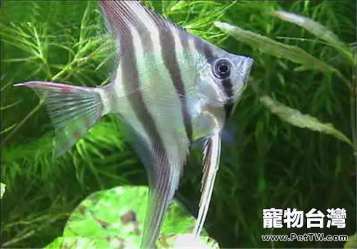 觀賞魚細菌性敗血症的病因分析