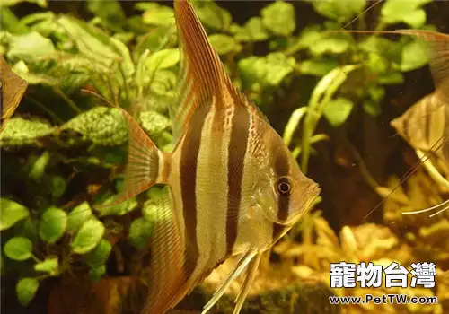 觀賞魚細菌性敗血症的治療方法