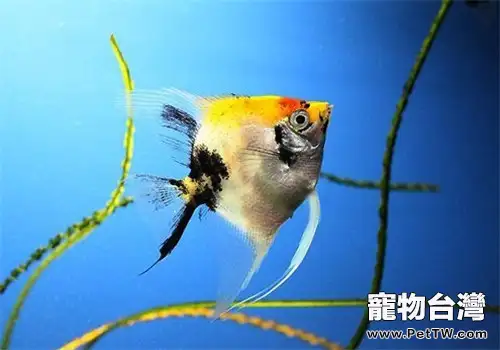 觀賞魚細菌性敗血症的預防措施(1圖)-寵物台灣