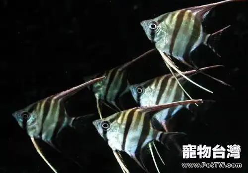 觀賞魚細菌性腸炎的治療方法