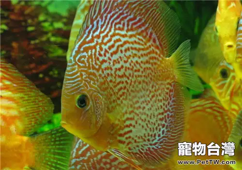 觀賞魚細菌性腸炎的症狀表現(1圖)-寵物台灣