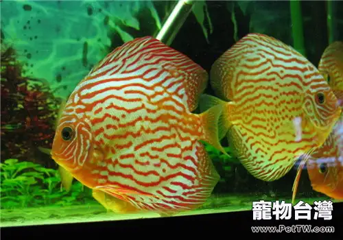 觀賞魚昏睡病的症狀表現(1圖)-寵物台灣