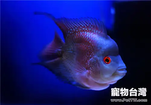 觀賞魚昏睡病的治療要點