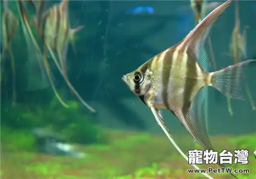 觀賞魚突眼症的疾病詳述