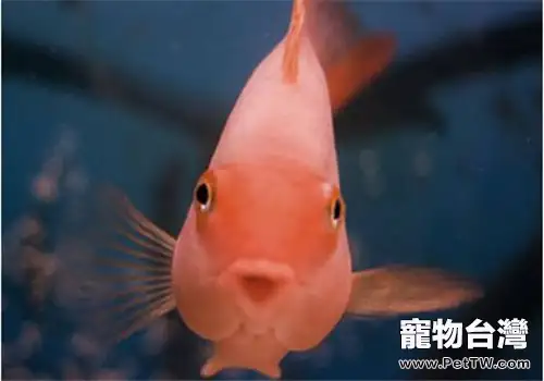 觀賞魚孢蟲病的症狀表現