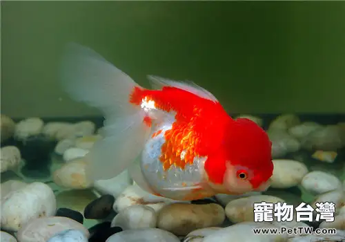 觀賞魚魚鰾病的症狀表現