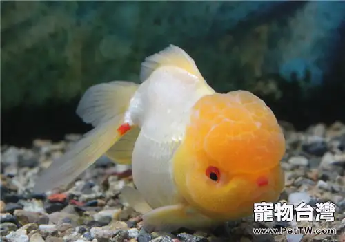 觀賞魚魚鰾病的治療要點