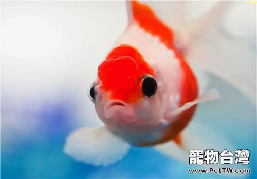 觀賞魚波豆蟲病的流行概況