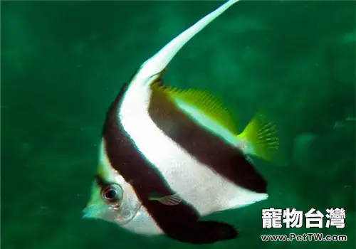 觀賞魚魚虱病的病原體介紹