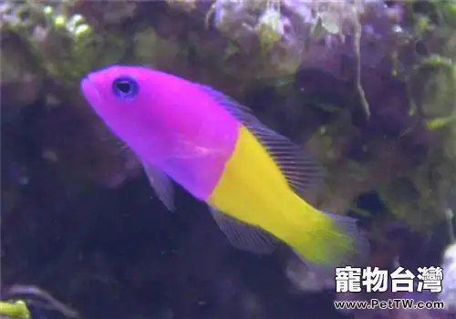 觀賞魚魚虱病的傳染途徑