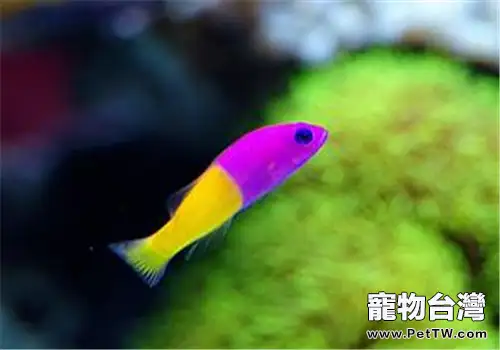 觀賞魚魚虱病的症狀表現