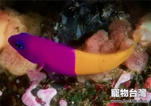 觀賞魚魚虱病的治療方法