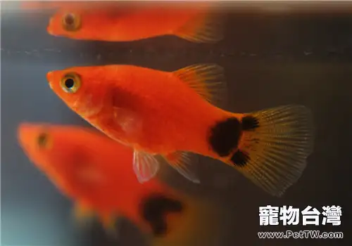 觀賞魚雲眼的治療方法