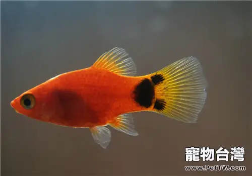 魚粘孢子蟲病的病原體介紹