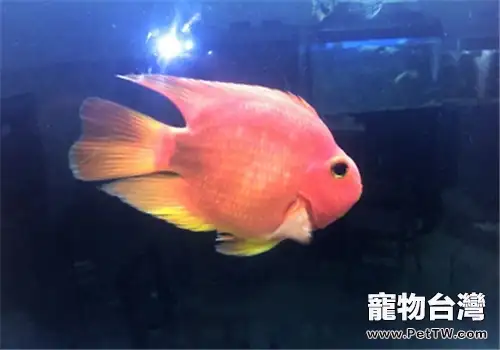 觀賞魚真菌感染的治療方法