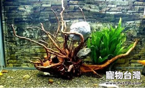 樹幹沉木在水族造景中的使用