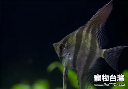 觀賞魚指環蟲病的治療原則