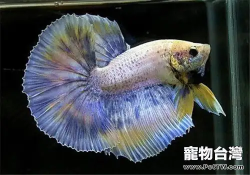 觀賞魚碘泡蟲病的病原體介紹