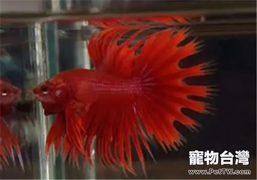 觀賞魚碘泡蟲病的治療原則