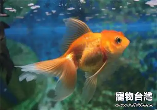 幾種適合冬季飼養的觀賞魚品種(1圖)-寵物台灣