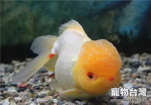 如何減少水族箱中的寄生蟲