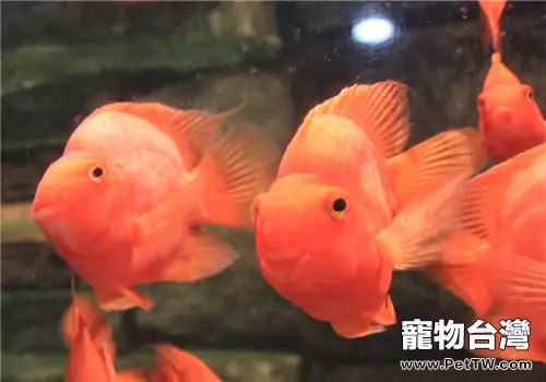 大型水族箱過濾器的挑選要點