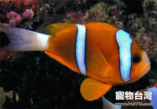 觀賞魚飼養中五種常見水