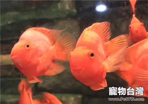 鸚鵡魚（血鸚鵡魚 財神魚）七種常見病的症狀及治療