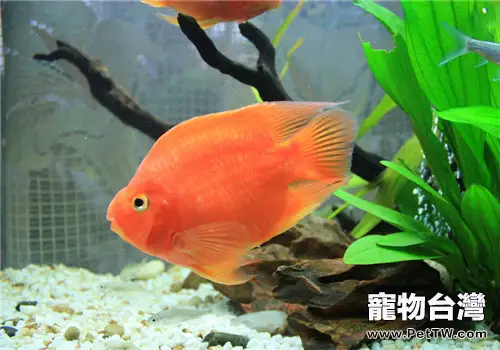 鸚鵡魚（血鸚鵡魚 財神魚）七種常見病的症狀及治療