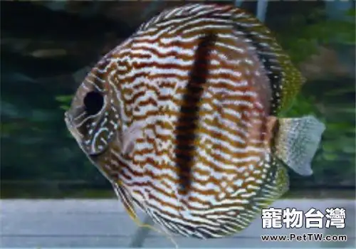 七彩神仙魚的主要品種簡介