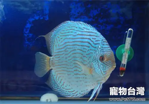 七彩神仙魚的主要品種簡介