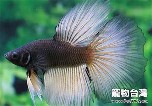 觀賞魚混養小貼士